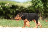 AIREDALE TERRIER 340